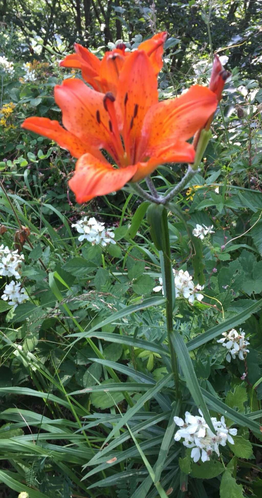 Lilium bulbiferum subsp. croceum